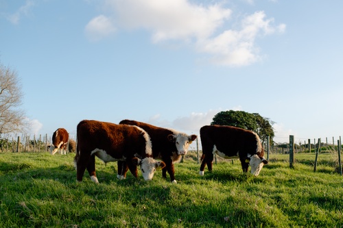 Cattle Grazing Farm NZ