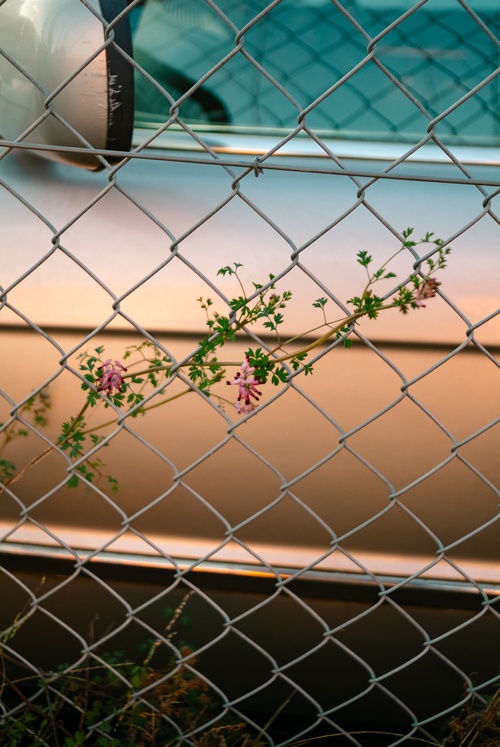 Floral Abstract