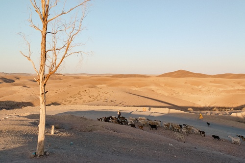 Goat Herder Marocco