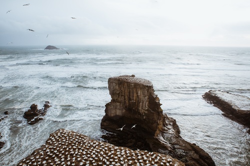Muriwai Gannet Colony Storm