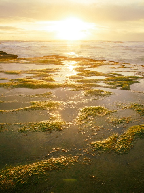 Muriwai Rock Landscape