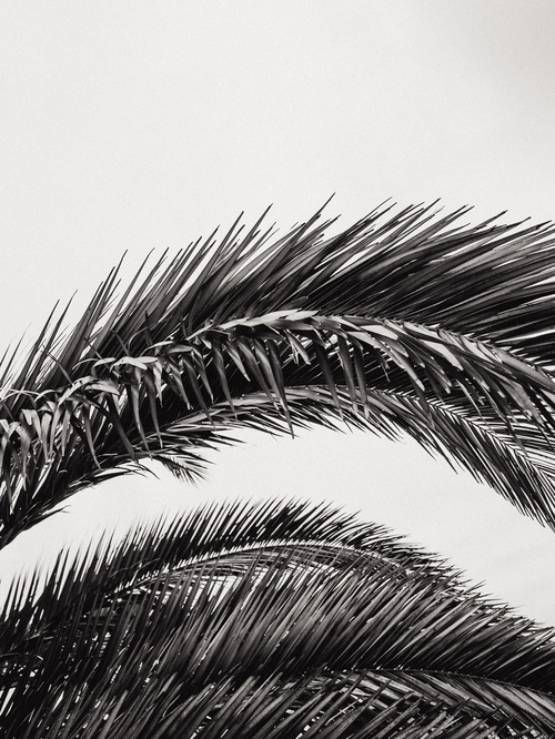 Palm Leaves Mount Maunganui