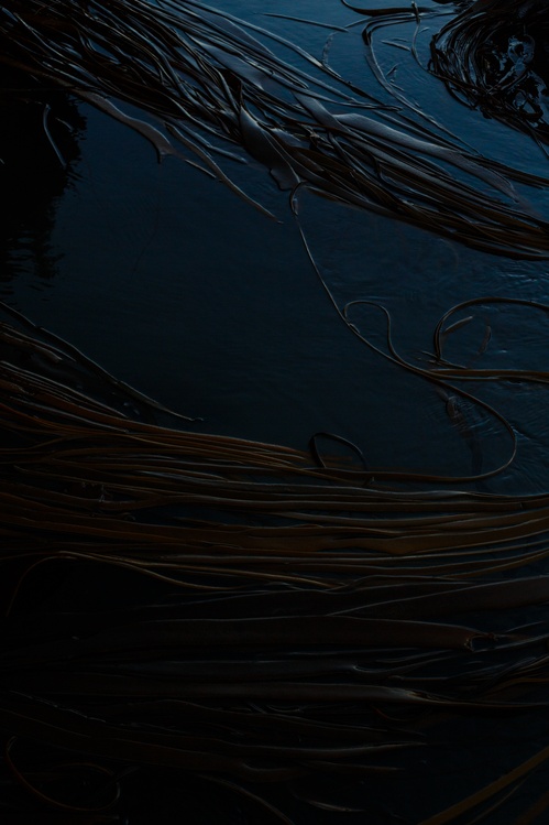 Sea Weed Abstract Artwork