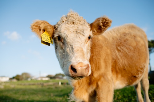 Steer Portrait NZ