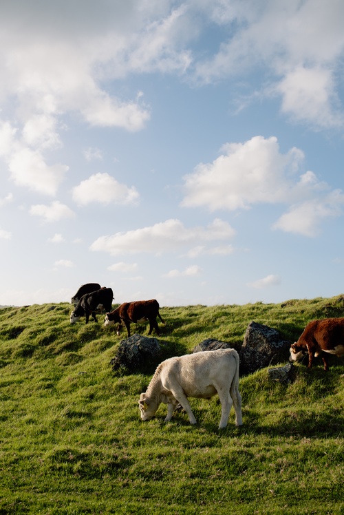 Steers Ambury Farm