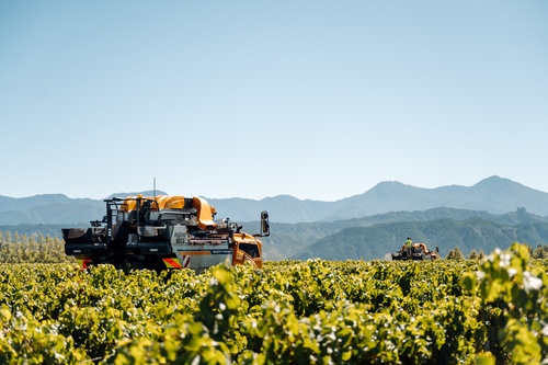 Vine Picker Vineyard NZ